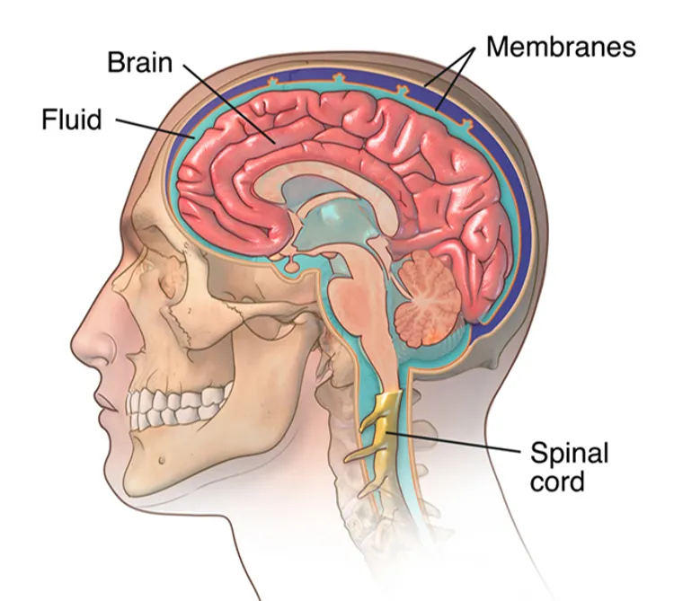illustration of brain anatomy