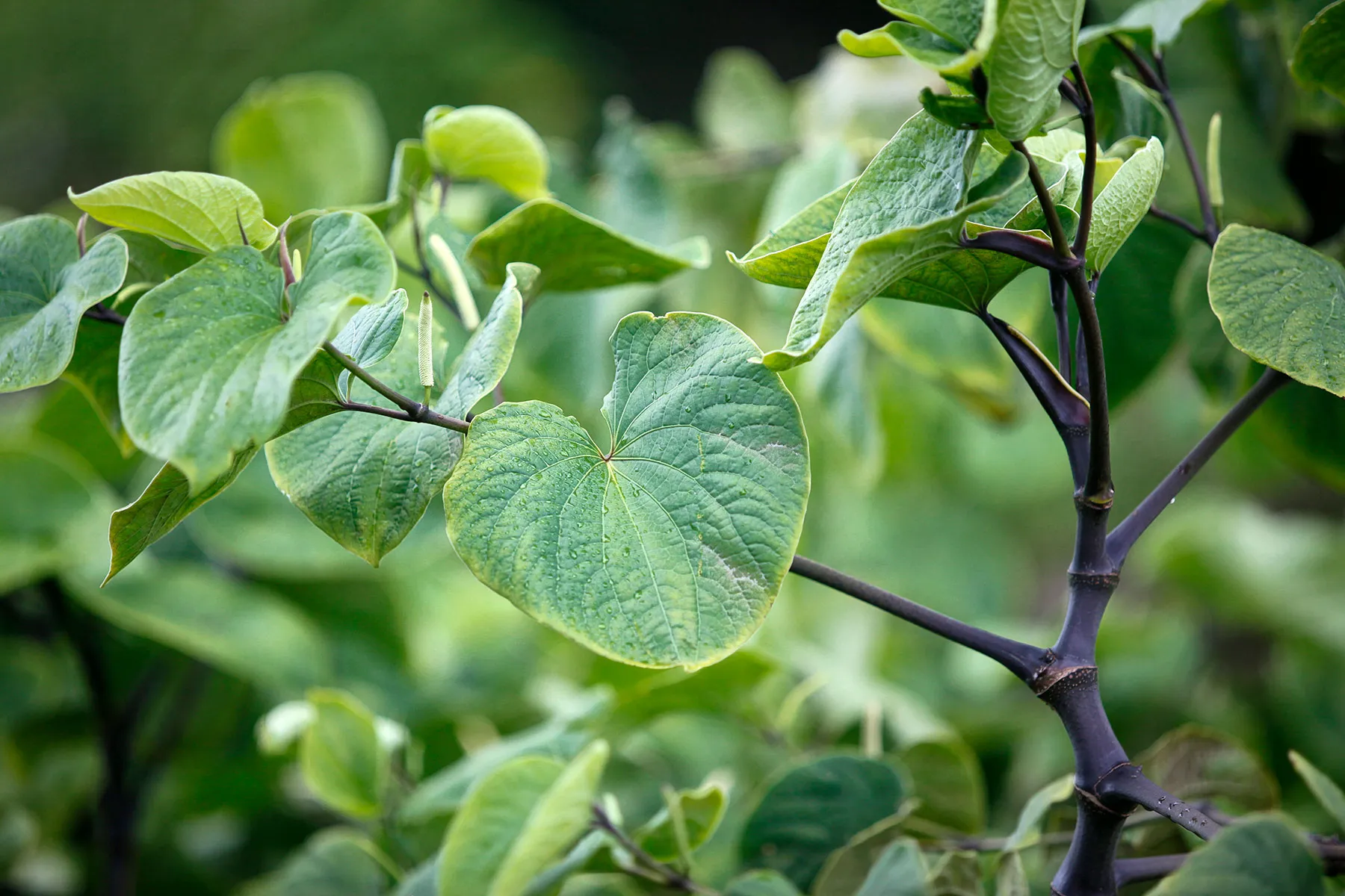 Kava Kava Root Supplements: Benefits, Effects, Use, Dosage, & More