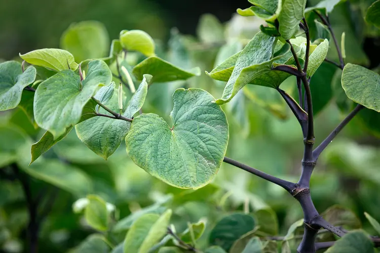 photo of kava kava plant