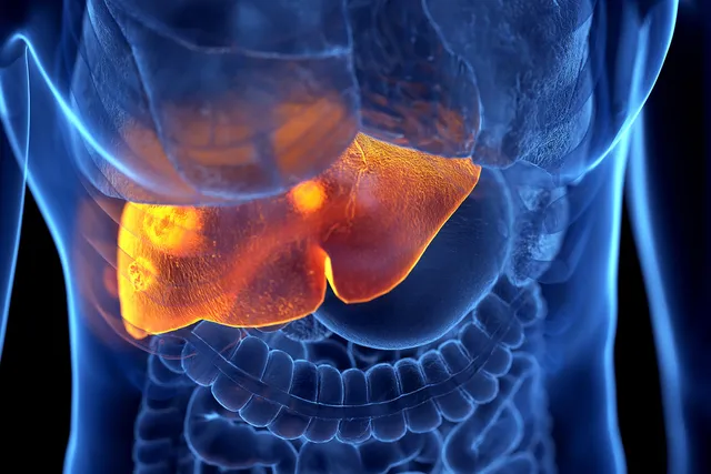 How It Affects Your Liver