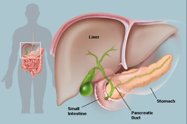 illustration of pancreas anatomy