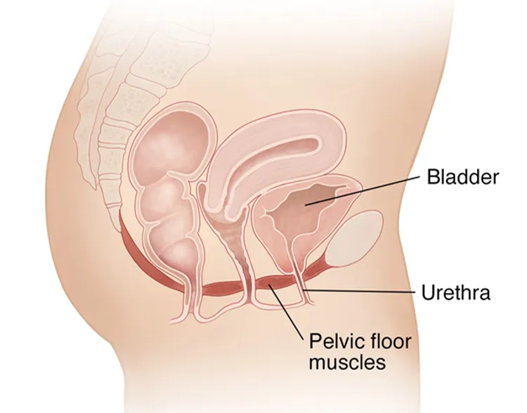 illustration of female pelvis