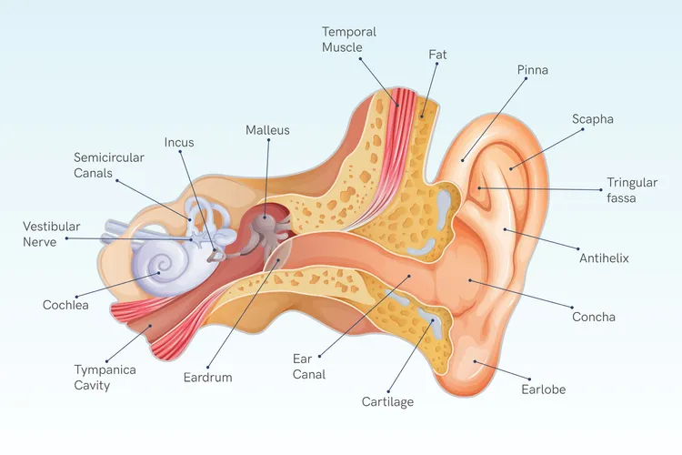 photo of ear anatomy