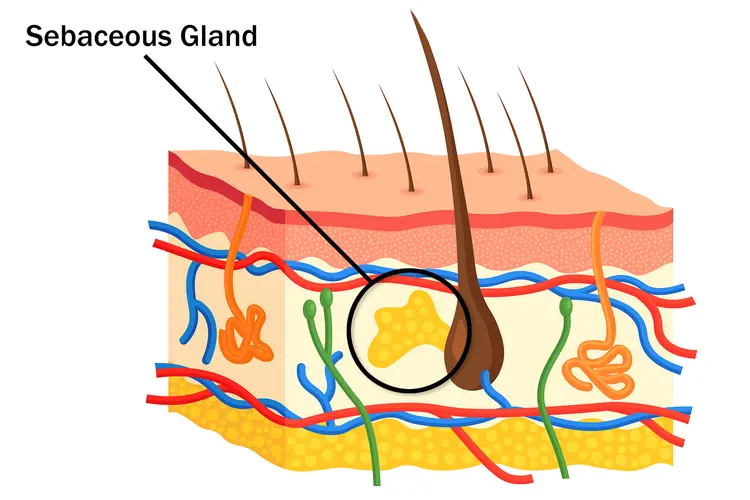 photo of hair follicle illustration