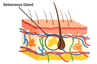 The sebaceous glands are found just under the skin.