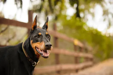 Doberman Pinschers are strong, smart and brave and commonly used as guard dogs.