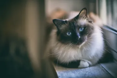 Birman cats are loyal and affectionate, who love to be by their owner's side.