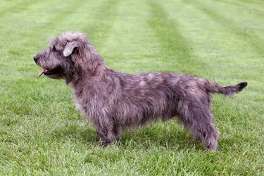 A Glen of Imaal Terrier dog is a sweet-natured breed from Ireland.