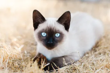 Siamese cats are a popular and outgoing breed, but it's important to consider their health needs and yours if you decide to make one your pet. (Photo Credit: Moment/Getty Images)