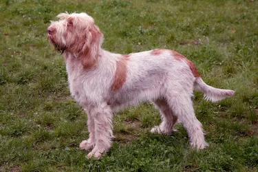 Spinone Italiano dogs a lower energy, calm breed.