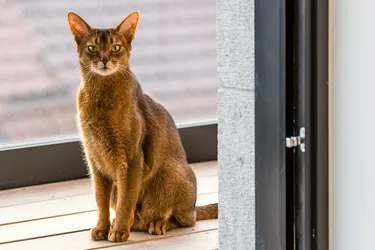 Abyssinian Cats are loyal, curious and graceful.