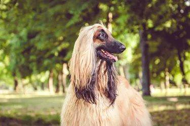 Afghan Hounds are intelligent and loyal and have a strikingly unique appearance.