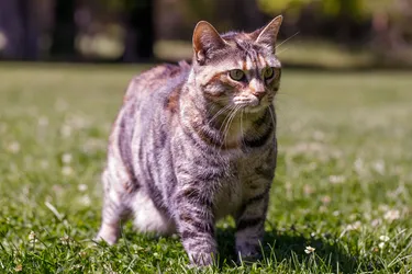 American Bobtails are affectionate and a perfect cat for families.