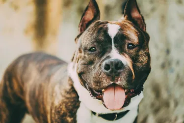 American Staffordshire Terrier dogs are friendly and playful.