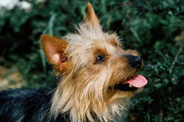 Australian Terriers are loyal and energetic, and make for a great family pet.