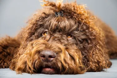 Barbet dogs are a loyal breed and make for a friendly addition to your family.