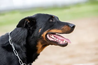 Beaucerons dogs are a quiet breed and make for great watch dogs.