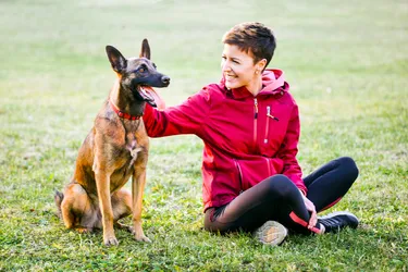Belgian Malinois dogs are a smart and easily trainable breed.