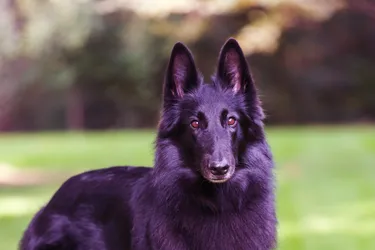 Belgian Sheepdogs are a smart, hard-working and energetic dog.