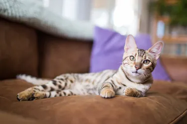 Known for their leopard-like coats, Bengal cats are a great addition for families.