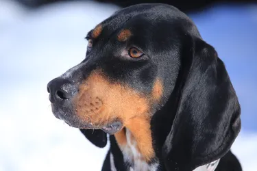 Black and Tan Coonhounds make for great companions and family dogs.