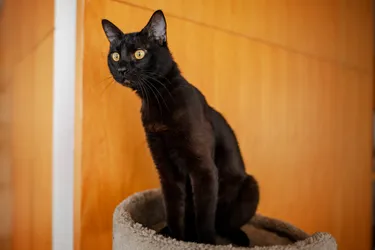 Bombay cats are outgoing with a sleek black coat.