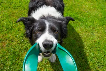 Border Collies are herding dogs and full of energy and life.