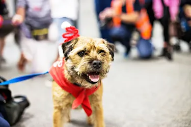 Border Terriers are a small and upbeat dog.
