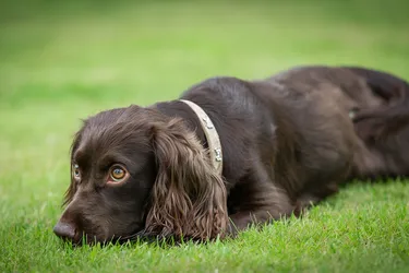 Boykin Spaniel dogs are playful and known for their endurance.
