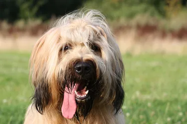Briard dogs are loving and friendly with an interesting history.