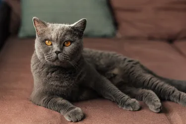 British Shorthairs are a relaxed cat who can do well on their own.