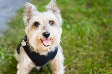 Cairn Terriers are happy and friendly dogs.