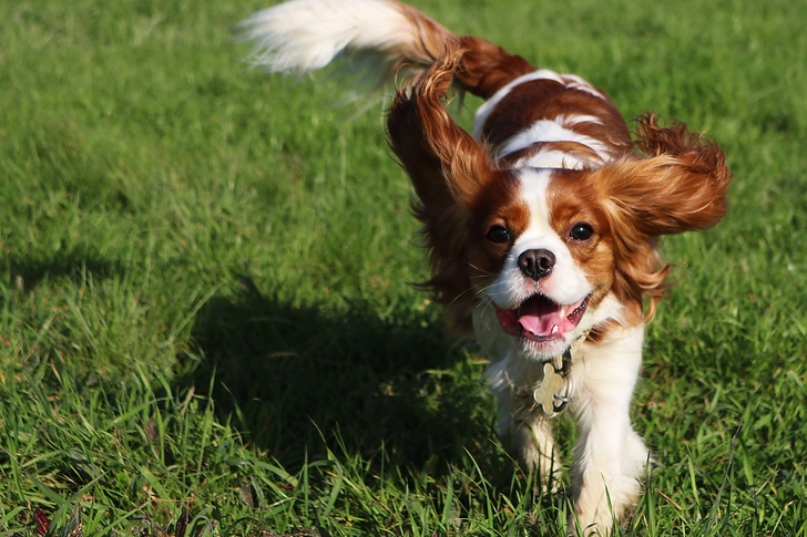 Cavalier King Charles Spaniel: Mitral Valve Disease Cavalier King Charles Spaniel: Mitral Valve Disease
