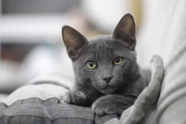 Chartreux cats are calm and make for gentle playmates.