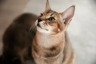 Chausie Cats are smart and love to spend time around their owners.