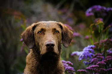 Chesapeake Bay Retrievers are a happy and strong breed, making for great companions.