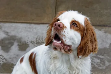 Clumber Spaniels are easygoing and loyal and a favorite among dog owners.