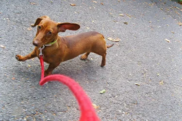 Dachshund dogs are a playful and popular breed with a big personality.