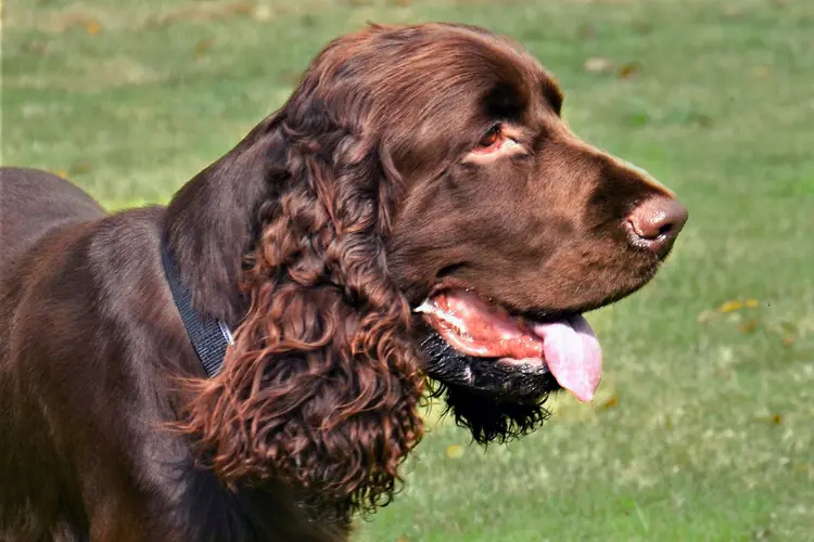 photo of of field spaniel profile