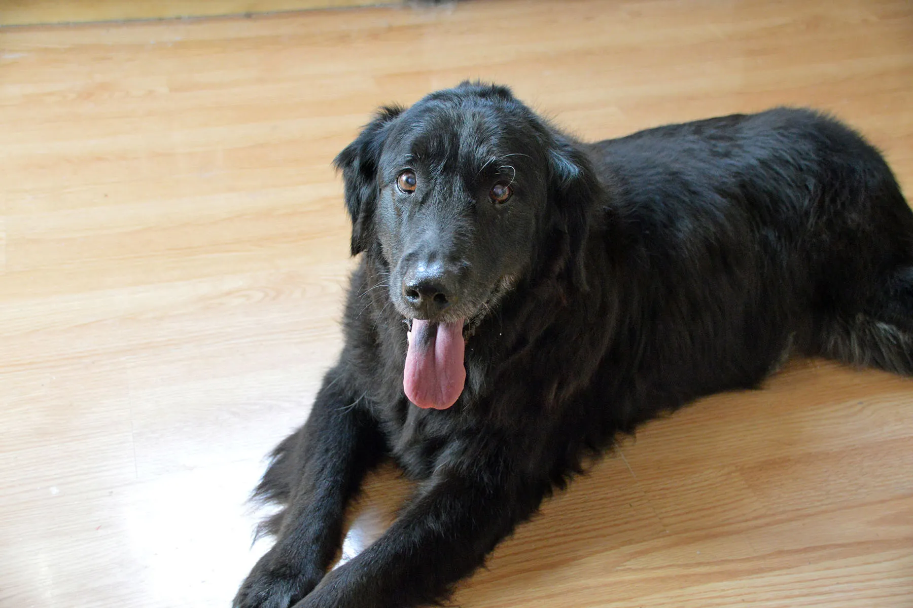 flat coated retriever facts