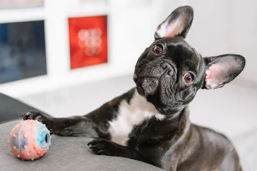 French Bulldogs are distinctive and make for excellent family pets.