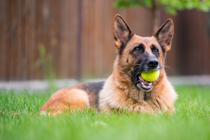 German Shepherd: Hip Dysplasia German Shepherd: Hip Dysplasia