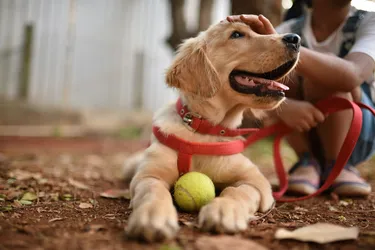 The Golden Retriever is a friendly, high-energy, and goofy large-size dog breed that makes for a great family pet.