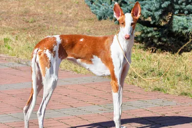 Ibizan Hounds are an easygoing and trainable dog with a majestic look.