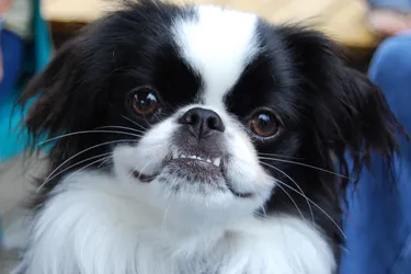 Japanese Chin dogs are friendly and can do well in smaller spaces or apartments.