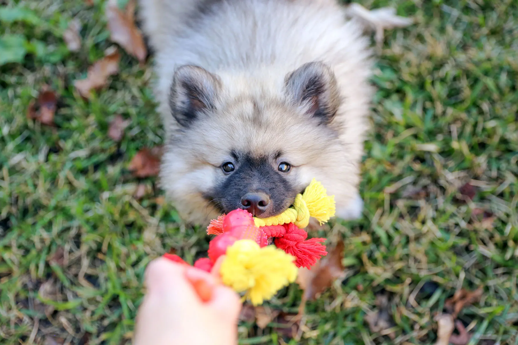 Keeshond: What to Know
