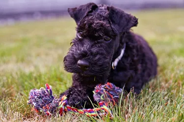 Kerry Blue Terriers are great dogs with a characteristic blue coat.