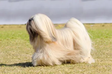 Lhasa Apso dogs are a loyal breed with a protective nature.