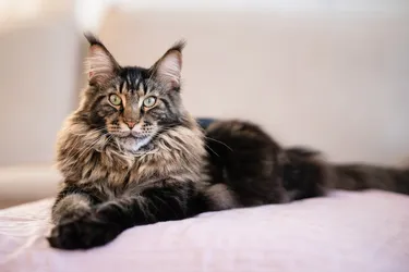 Maine Coon Cats are a larger breed, affectionate and friendly.