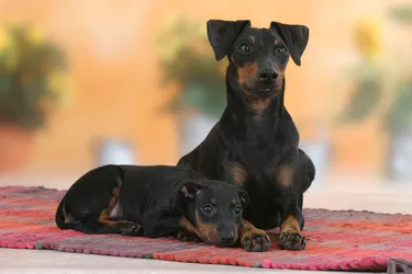 Manchester Terriers are affectionate and versatile dogs.